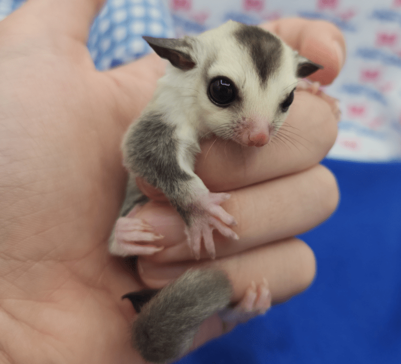 Sugar Glider